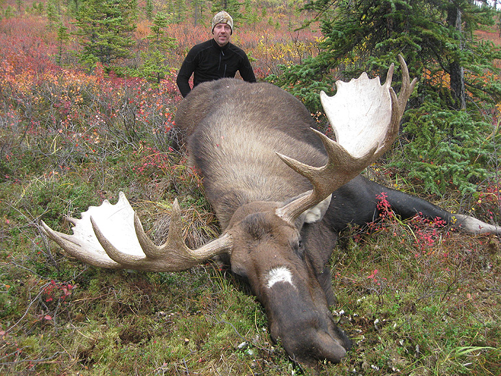 Alaskan Moose
